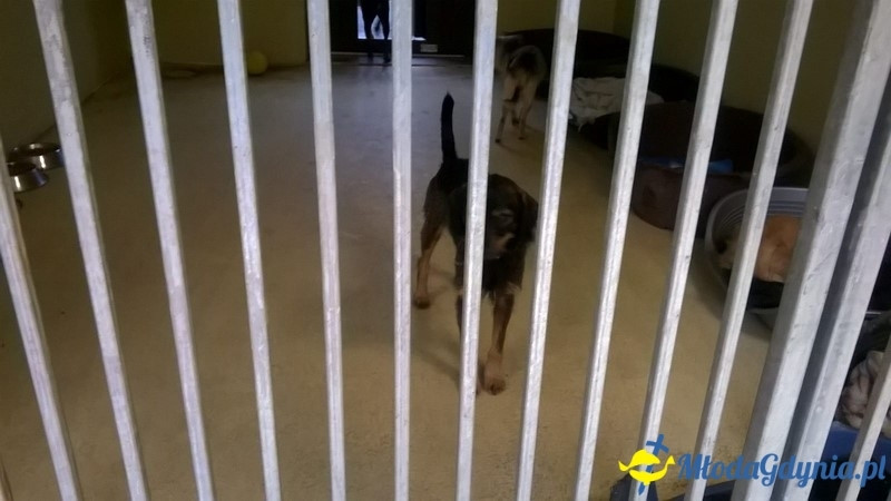 ŁAJBA - W dzień Wigilii - idziemy z darami do Ciapkowa