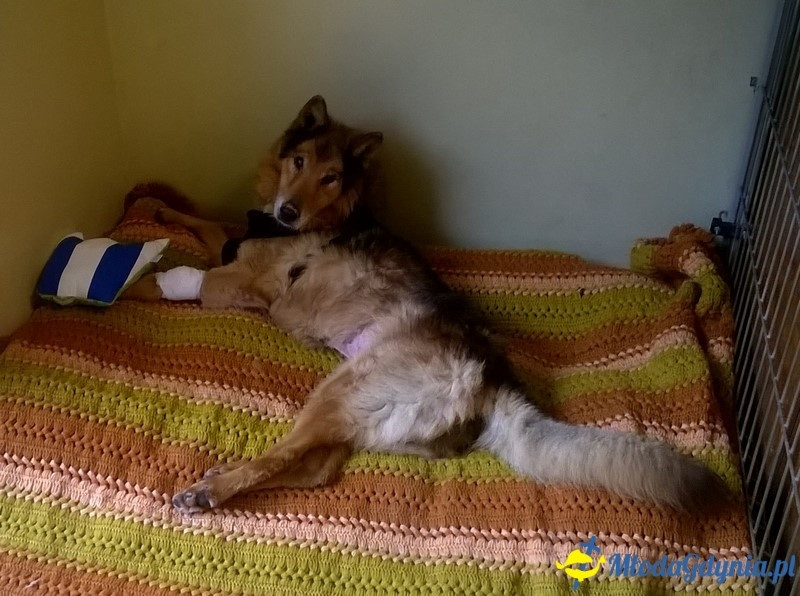 ŁAJBA - W dzień Wigilii - idziemy z darami do Ciapkowa