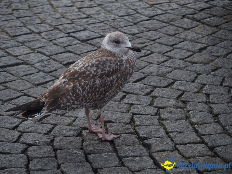 WOŚP 2016 - Morsy Gdynia