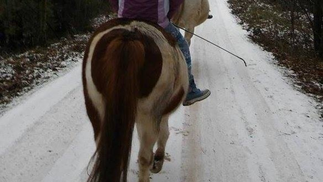 Styczeń 2016 w Kolibkach