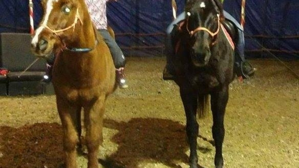 Styczeń 2016 w Kolibkach