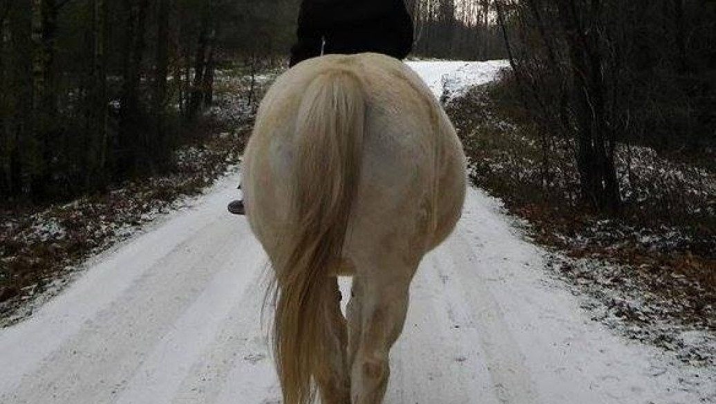 Styczeń 2016 w Kolibkach