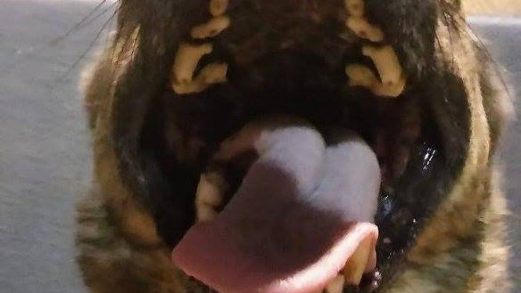 Styczeń 2016 w Kolibkach