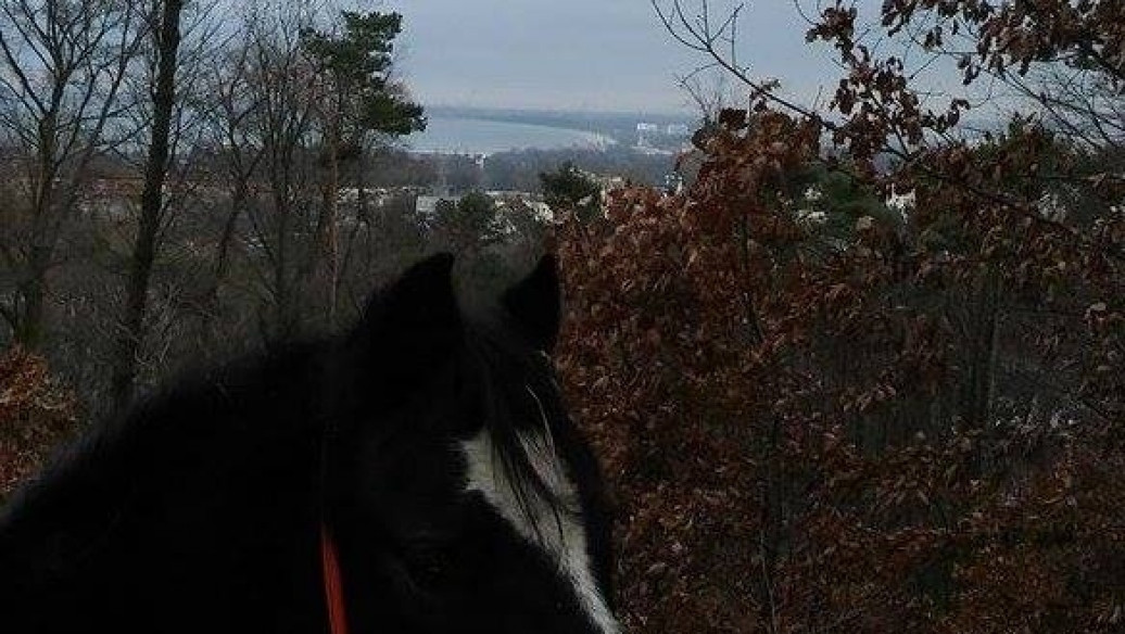 Styczeń 2016 w Kolibkach