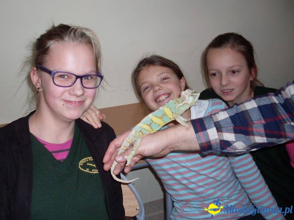 Kosakowo - grudzień  2015 - styczeń 2016