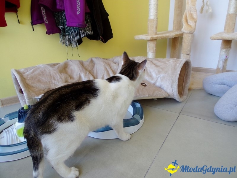 Biały Kot - otwarcie kociej kawiarni 01.05.2017