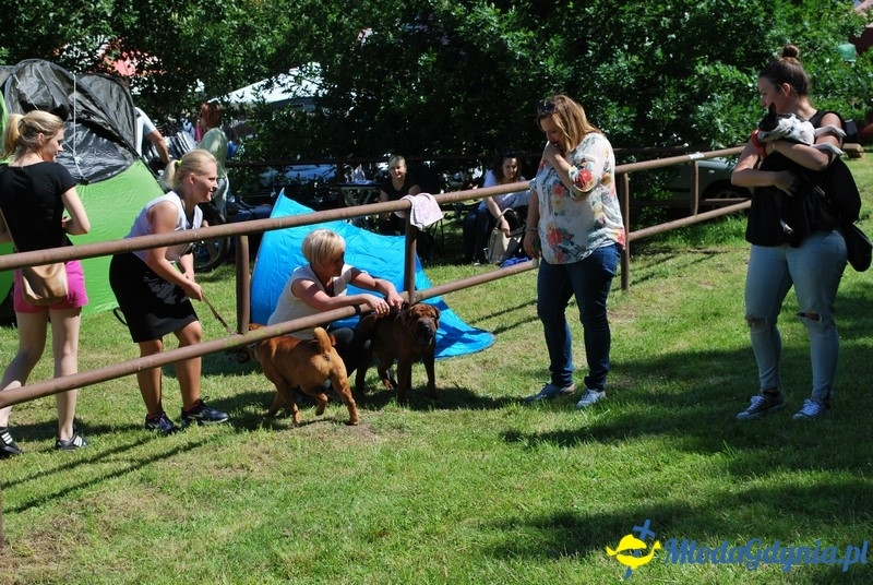 Puchar Bursztynowego Psa 2017