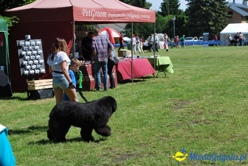 Puchar Bursztynowego Psa 2017