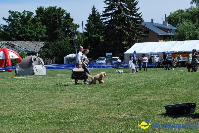 Puchar Bursztynowego Psa 2017