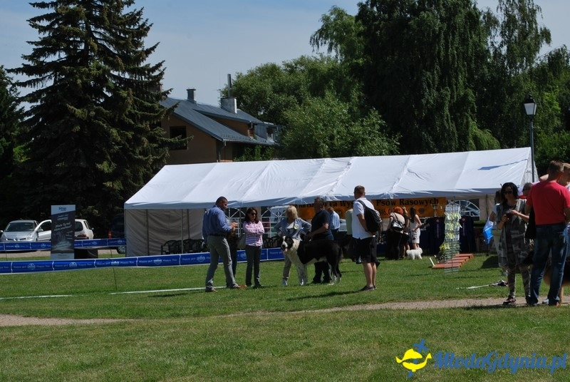 Puchar Bursztynowego Psa 2017