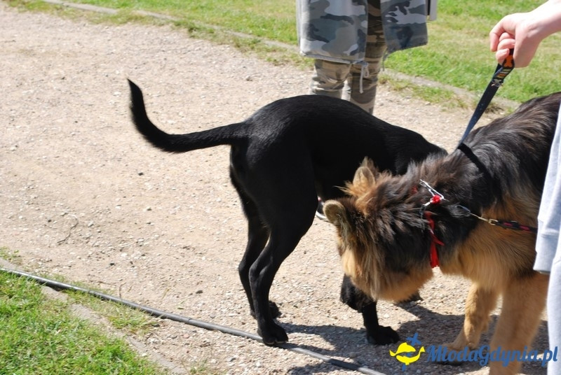 Puchar Bursztynowego Psa 2017