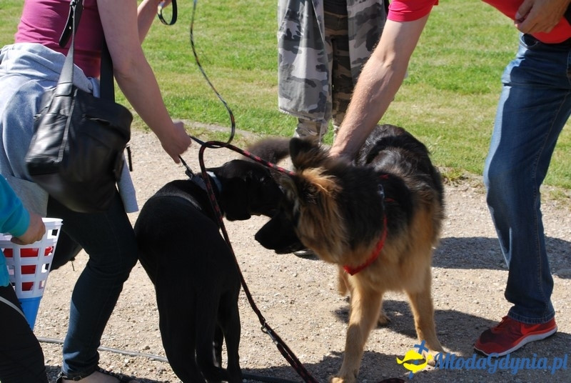 Puchar Bursztynowego Psa 2017