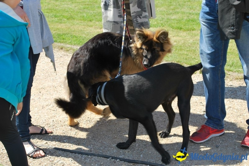 Puchar Bursztynowego Psa 2017