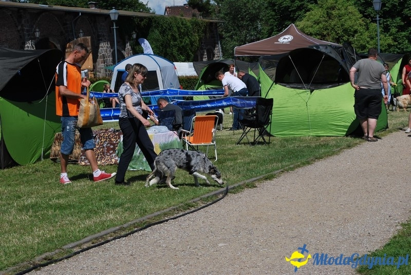 Puchar Bursztynowego Psa 2017