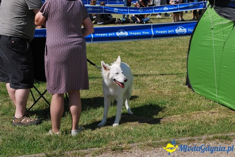 Puchar Bursztynowego Psa 2017