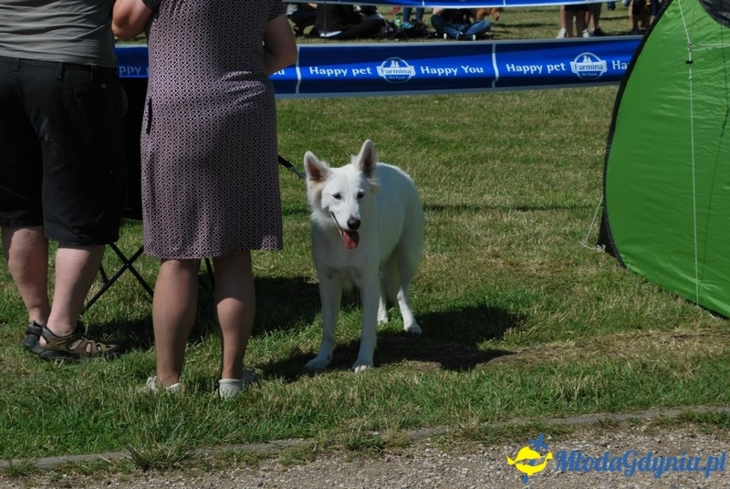 Puchar Bursztynowego Psa 2017