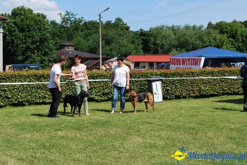 Puchar Bursztynowego Psa 2017