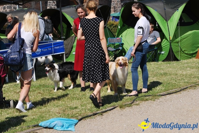 Puchar Bursztynowego Psa 2017