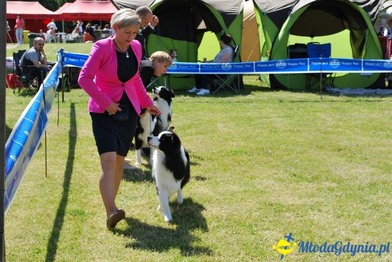 Puchar Bursztynowego Psa 2017