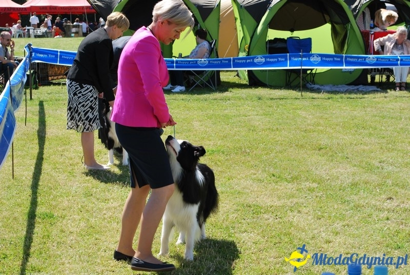 Puchar Bursztynowego Psa 2017