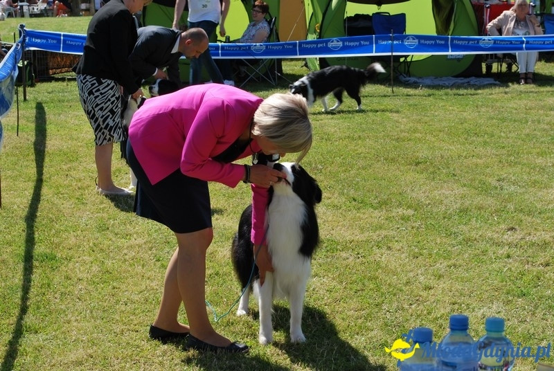 Puchar Bursztynowego Psa 2017