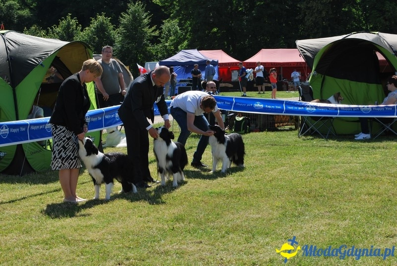 Puchar Bursztynowego Psa 2017