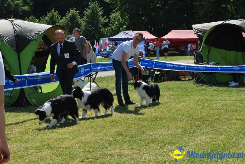 Puchar Bursztynowego Psa 2017