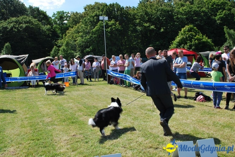 Puchar Bursztynowego Psa 2017