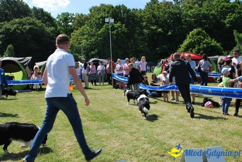 Puchar Bursztynowego Psa 2017