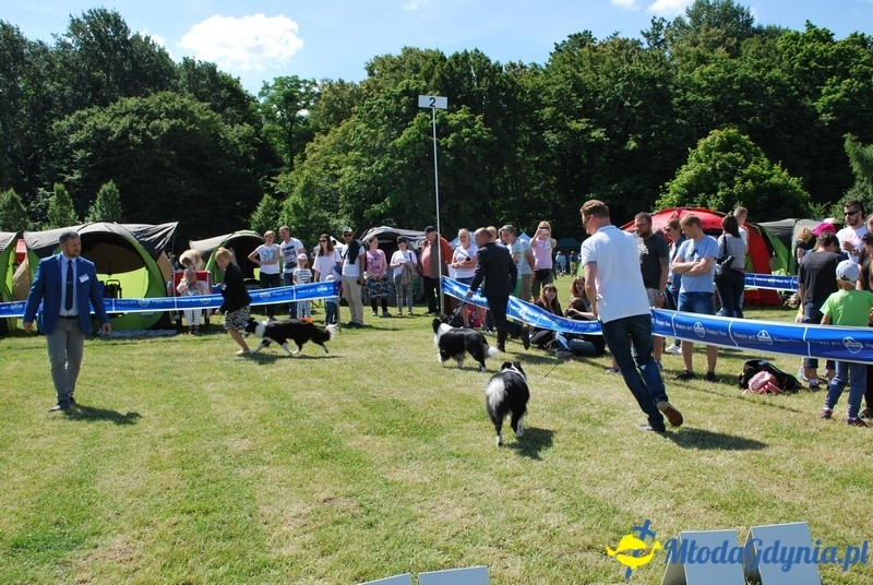 Puchar Bursztynowego Psa 2017