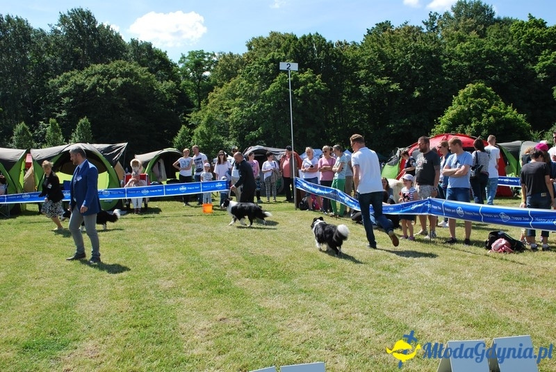 Puchar Bursztynowego Psa 2017