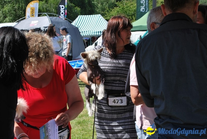 Puchar Bursztynowego Psa 2017