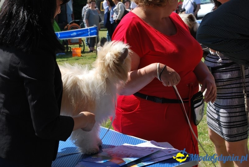 Puchar Bursztynowego Psa 2017