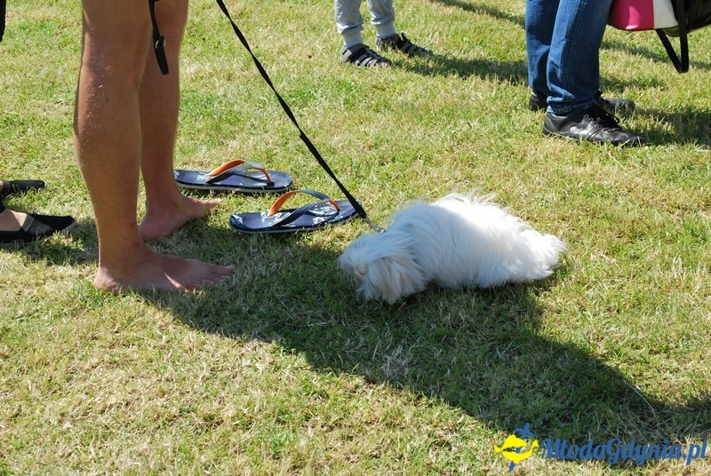 Puchar Bursztynowego Psa 2017