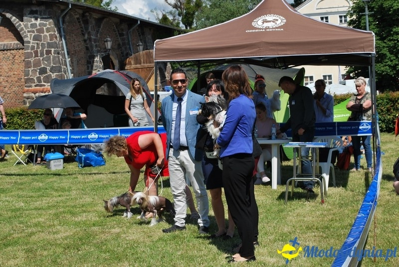 Puchar Bursztynowego Psa 2017