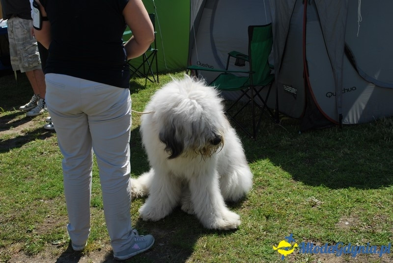 Puchar Bursztynowego Psa 2017