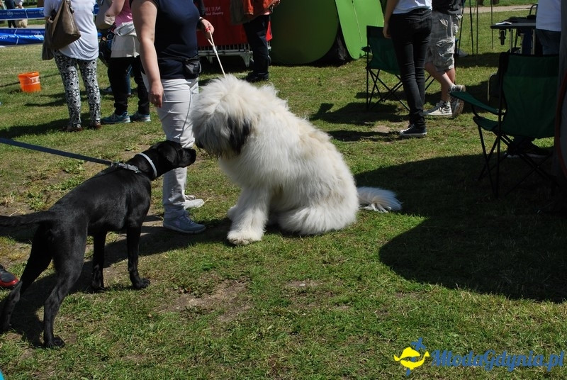 Puchar Bursztynowego Psa 2017