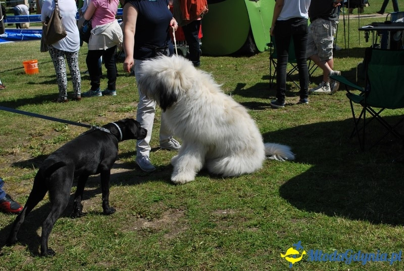 Puchar Bursztynowego Psa 2017