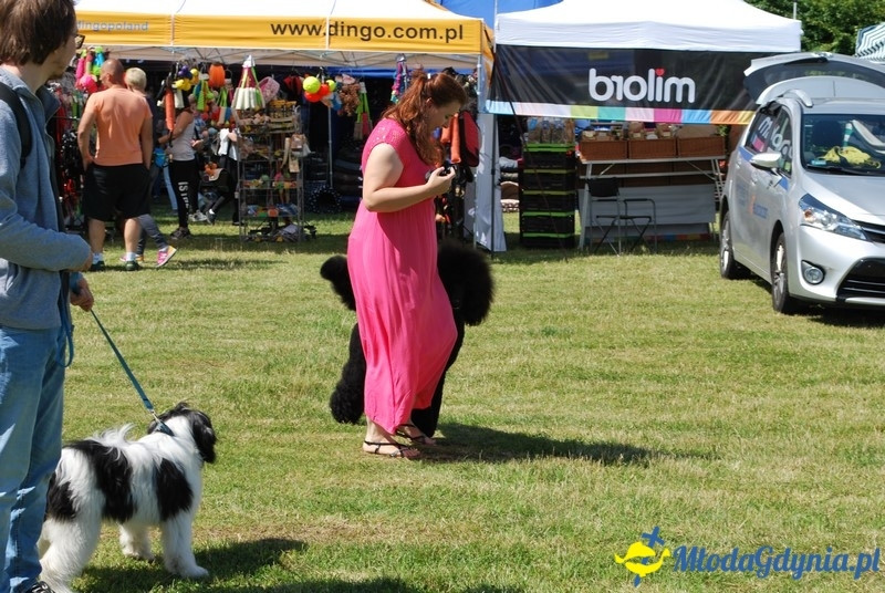 Puchar Bursztynowego Psa 2017