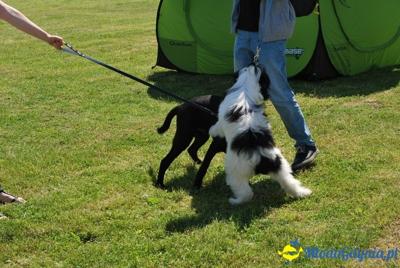 Puchar Bursztynowego Psa 2017