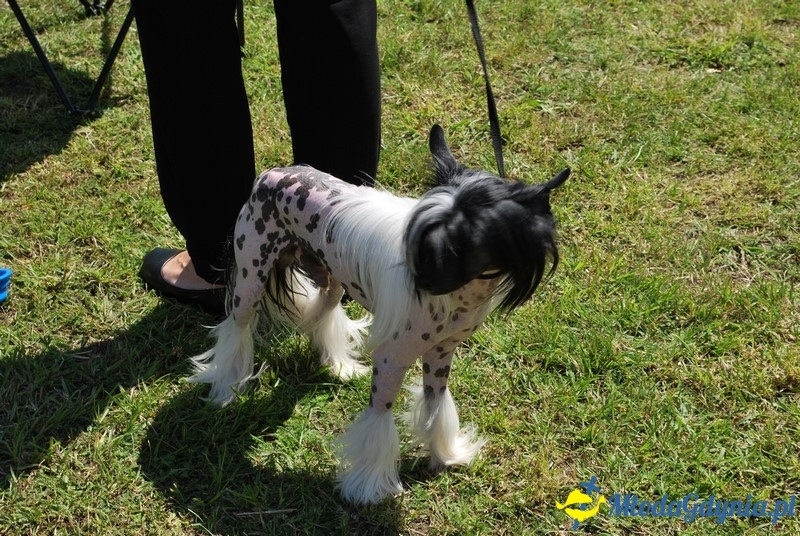 Puchar Bursztynowego Psa 2017