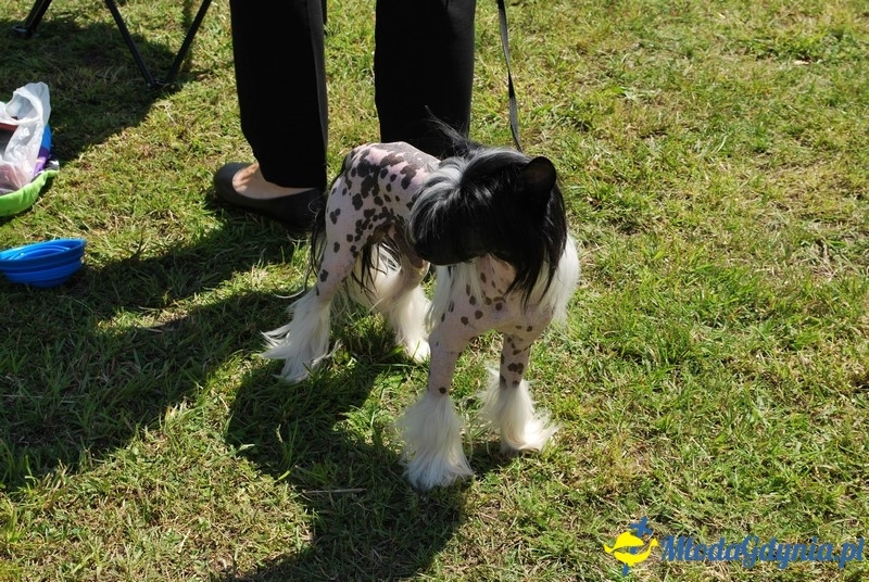 Puchar Bursztynowego Psa 2017