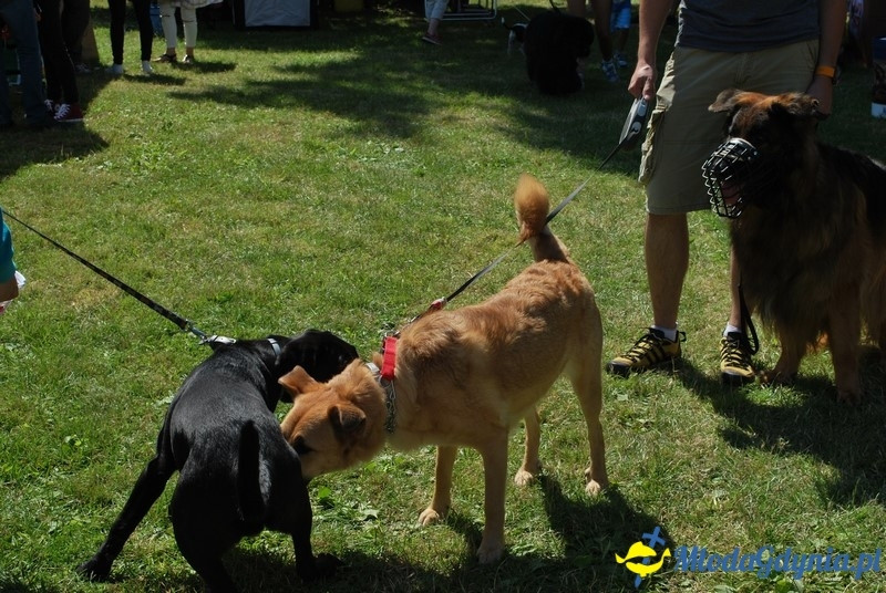 Puchar Bursztynowego Psa 2017