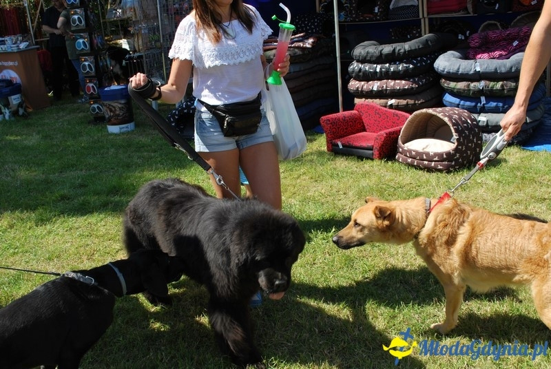 Puchar Bursztynowego Psa 2017