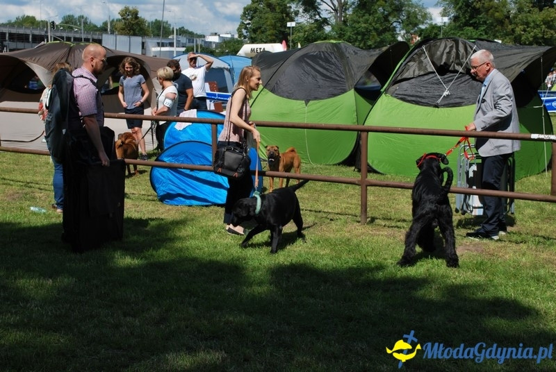 Puchar Bursztynowego Psa 2017