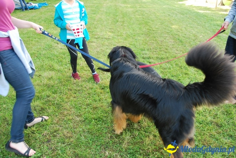 Puchar Bursztynowego Psa 2017