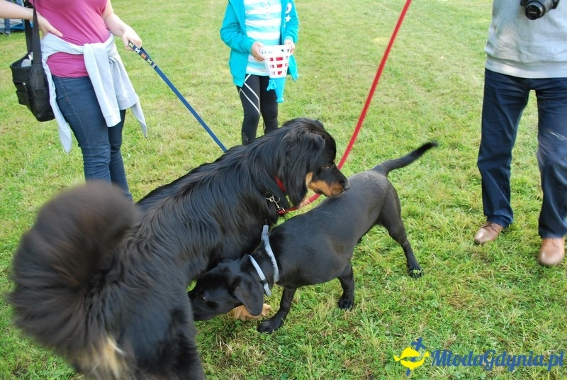 Puchar Bursztynowego Psa 2017