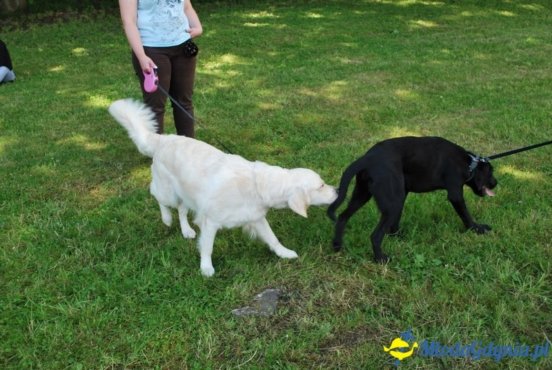 Puchar Bursztynowego Psa 2017