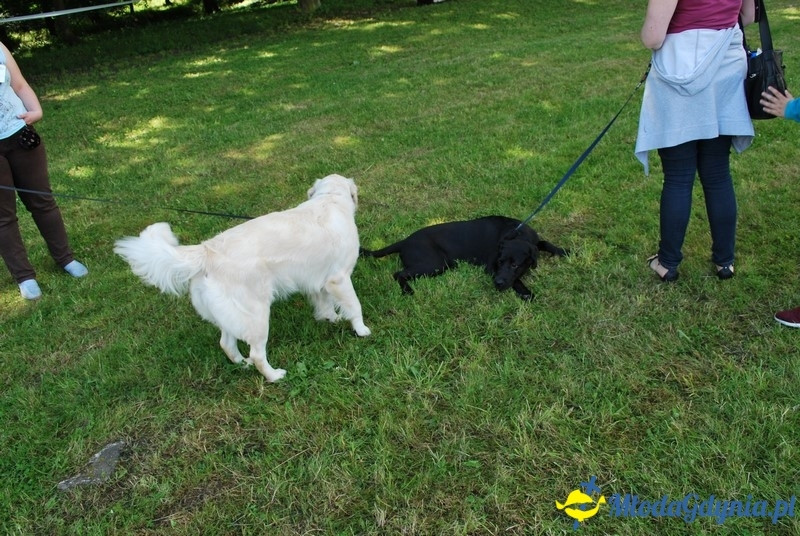 Puchar Bursztynowego Psa 2017