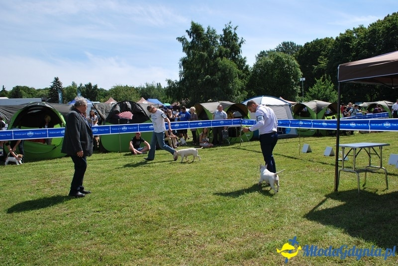 Puchar Bursztynowego Psa 2017